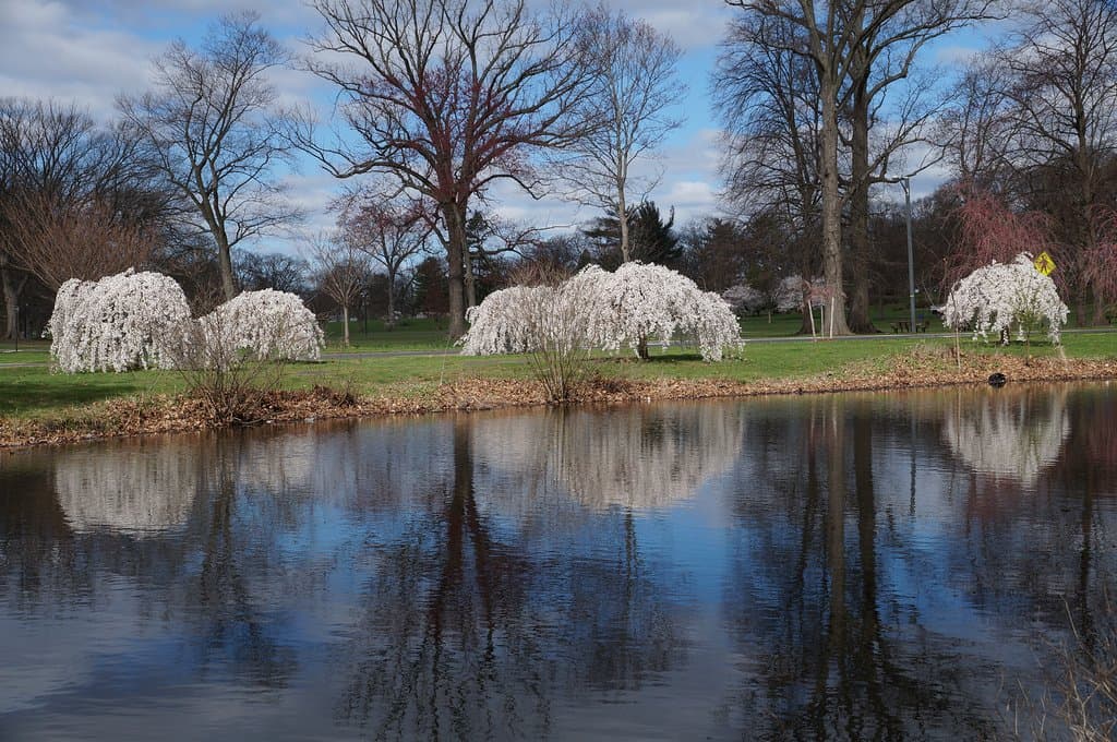 Warinanco Park Lake