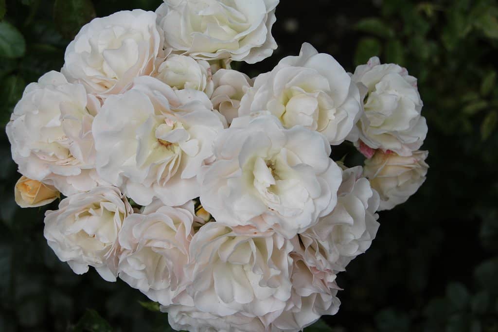 Emblematic Bull Sculpture