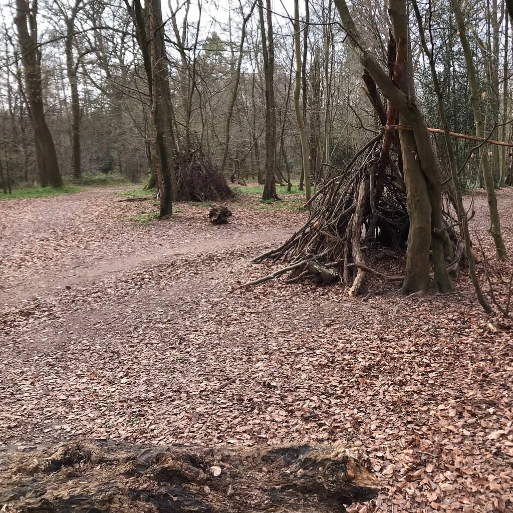 Fungi Wonderland (Autumn)