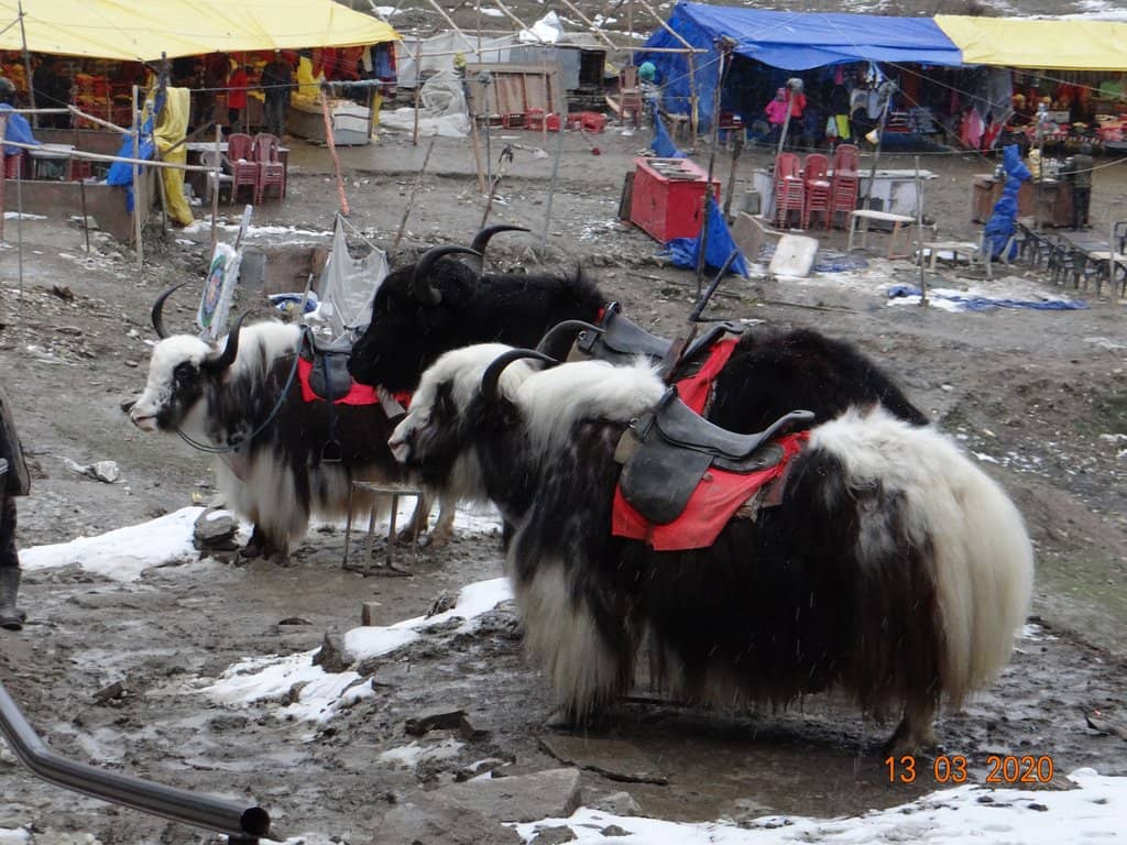 Panoramic Himalayan Views