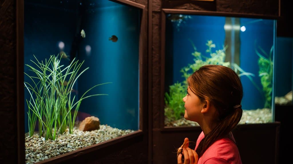 The aquarium has over 90 species of fish, mostly native to Oklahoma.