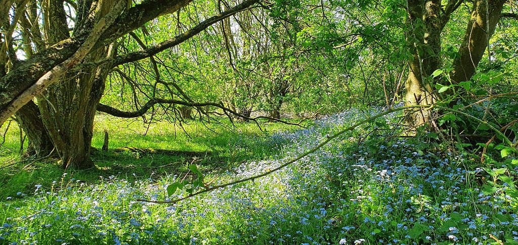 Wigmore Valley Park