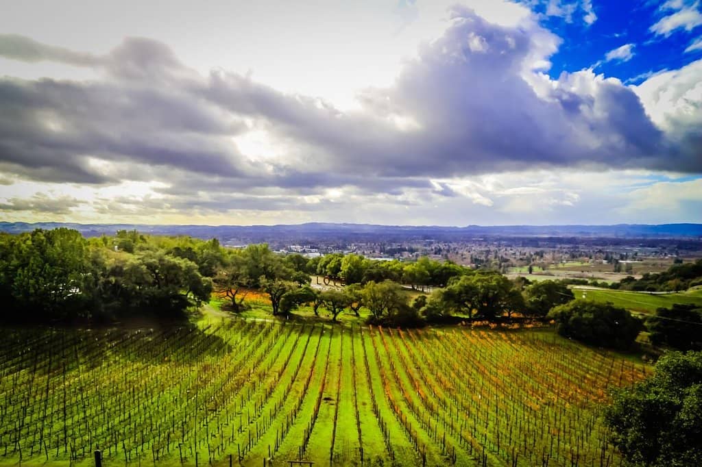 Panoramic Vineyard Vistas