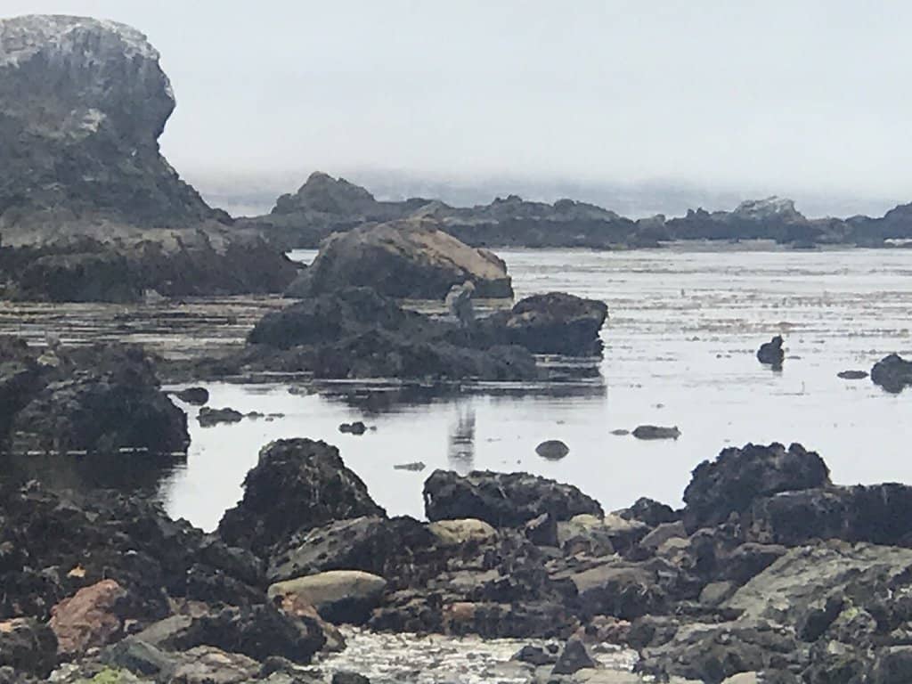 Point Estero Shipwreck