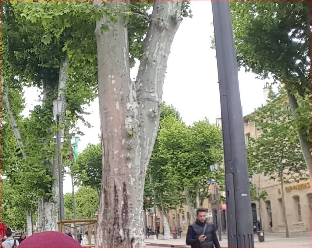 Tree-Lined Promenade