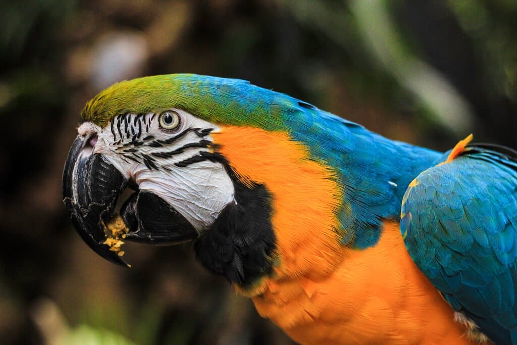 Art, our blue and gold macaw.