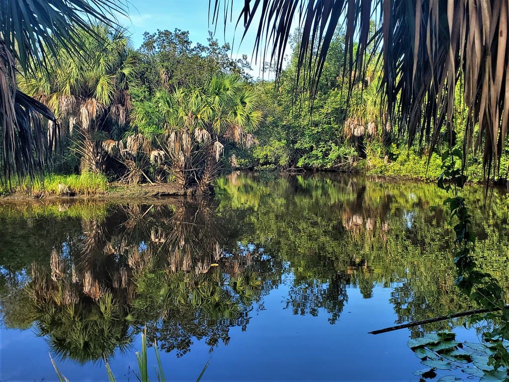 Reflection in the pond
