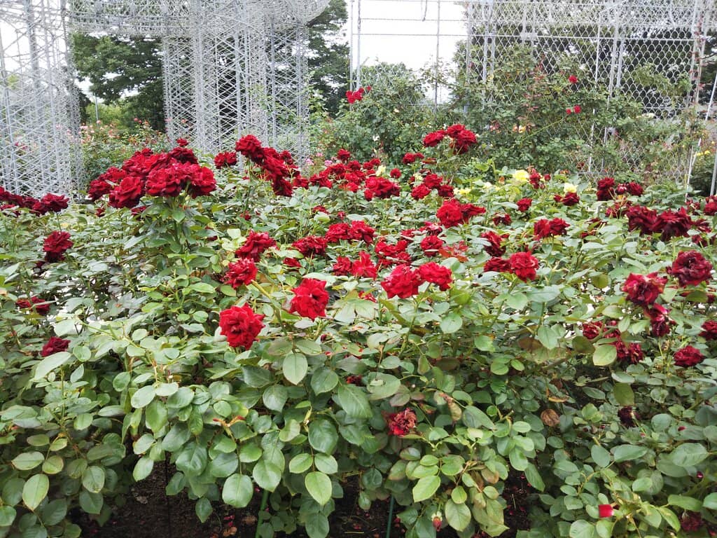 Hydrangea Haven (Seasonal)