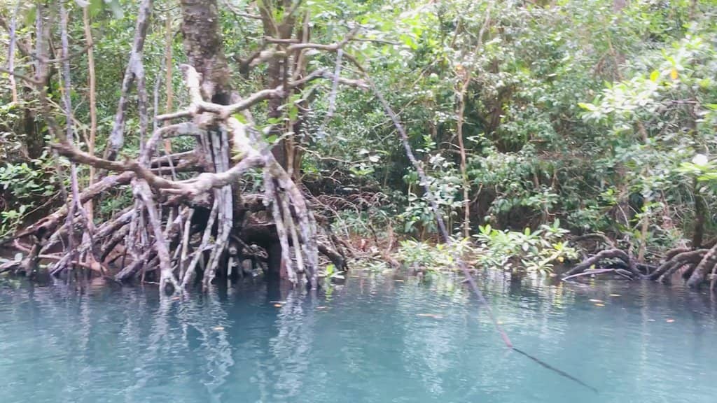 Sabang River Mangrove Exploration