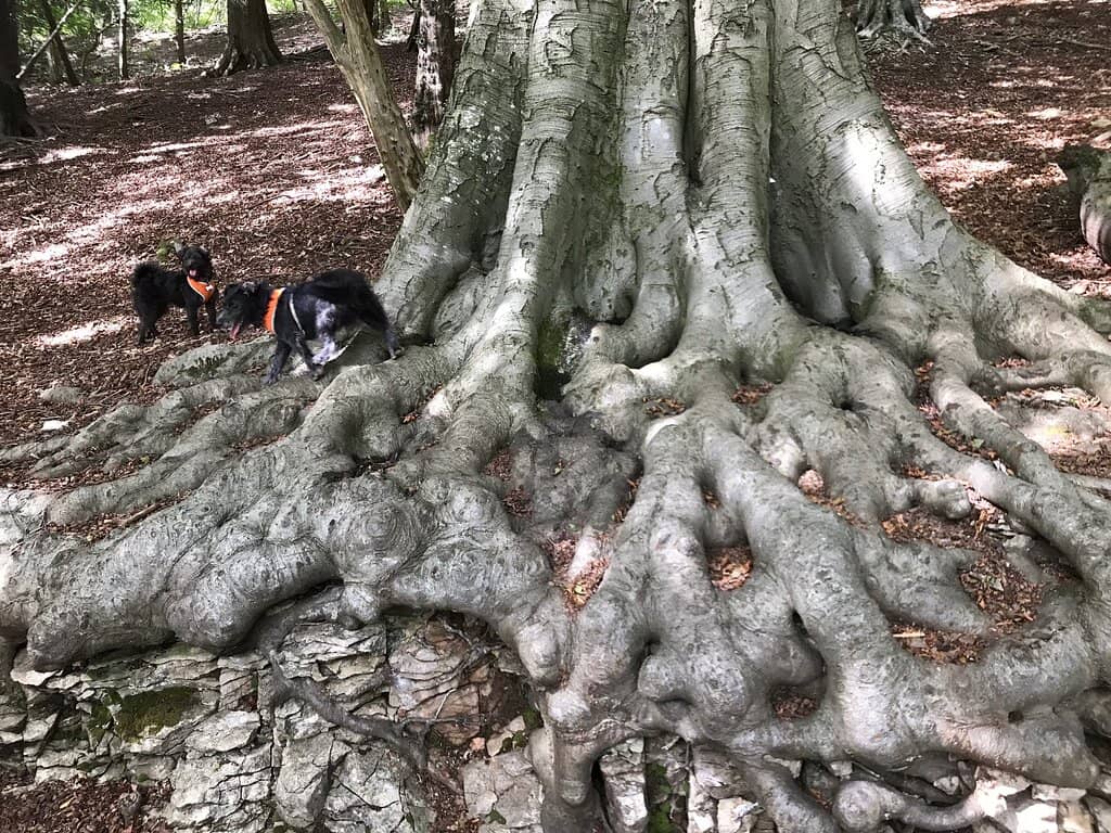 Arnside Knott Summit Viewpoint
