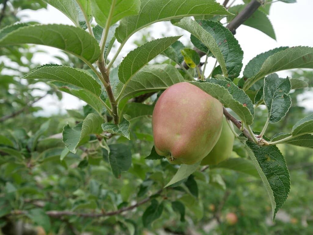 Apple Picking Experience