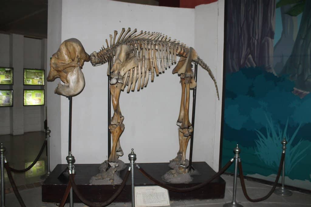 Prehistoric Mammoth Tusk