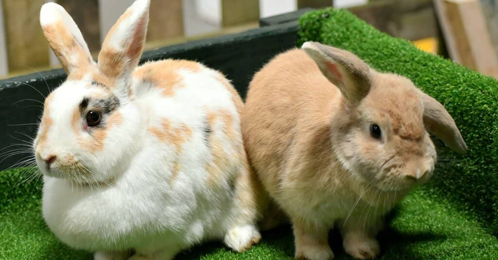 Meet the Farm Animals