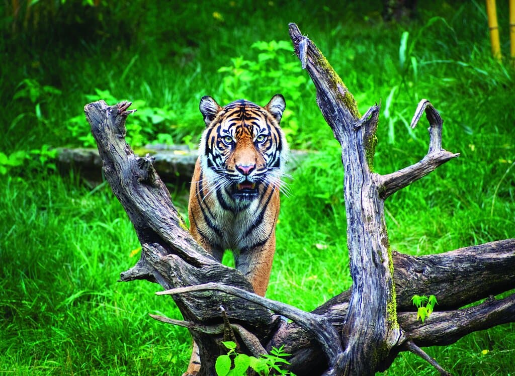 Tiger Crossroads - Photo by Kate Sarber