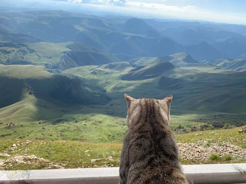Vast Meadows and Flowers