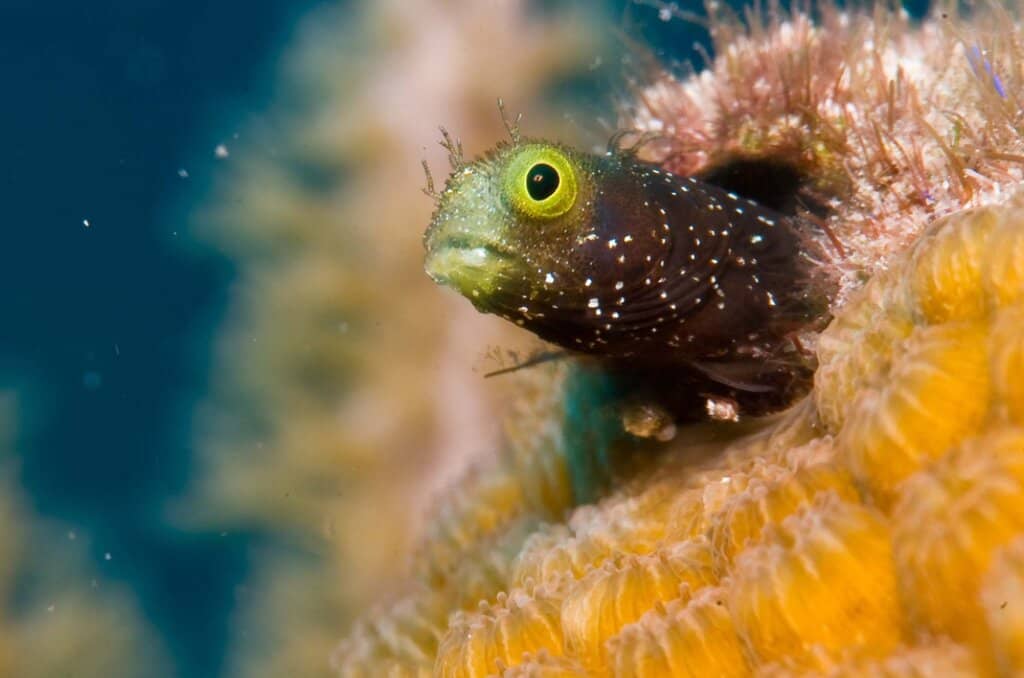 Open Water Certifications