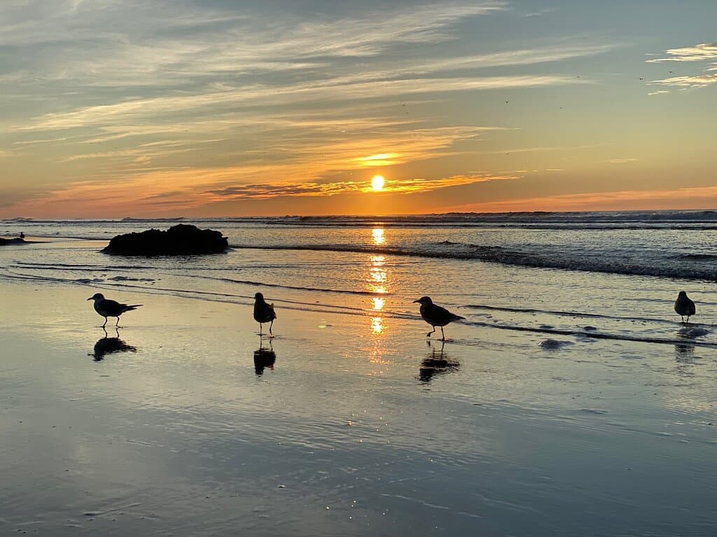 Wildwood Beach