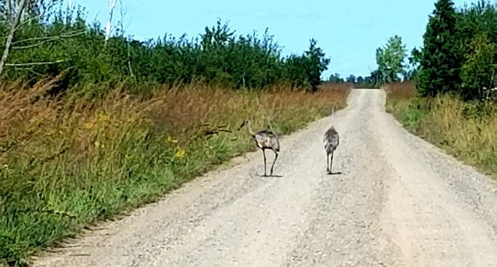 Sandhill Crane Migration