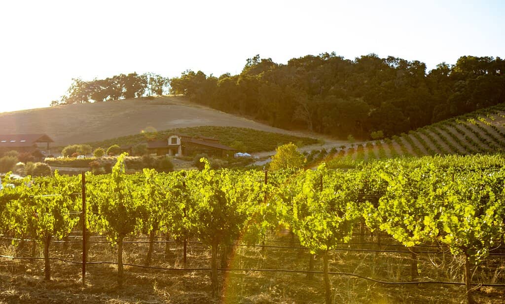 Wine and Cave Tour