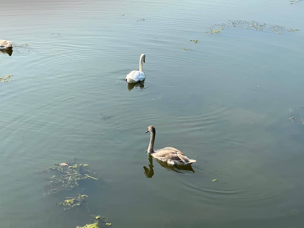 Wildlife Watching