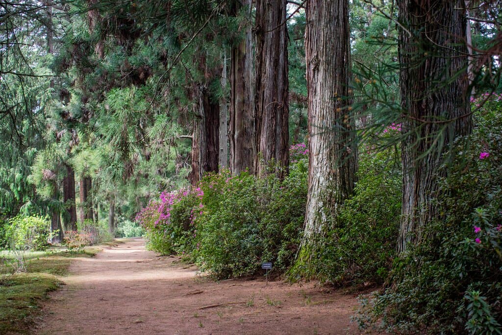 An endless walk through multiple types of forests and flora. You wonder if you not dreaming.