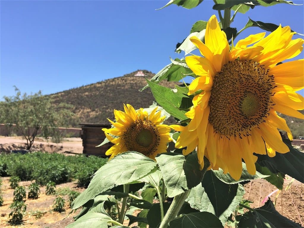 Scores of heirloom crops with a history in our Sonoran Desert region are here to see, on a seasonal basis.