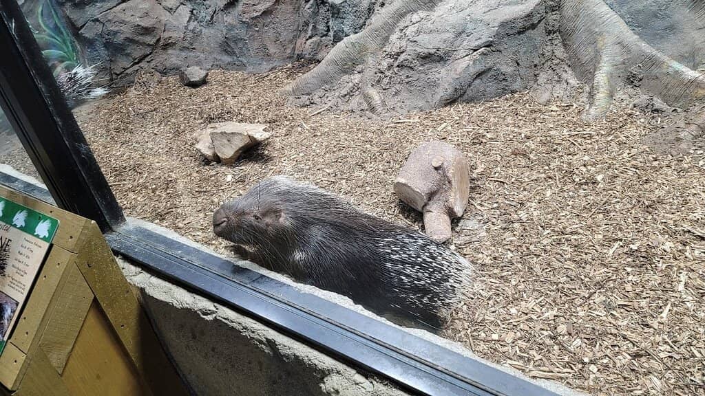 Sky Explorer Chairlift