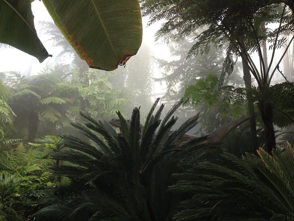Kohleflora in den Pflanzenschauhäusern - Foto: BGR