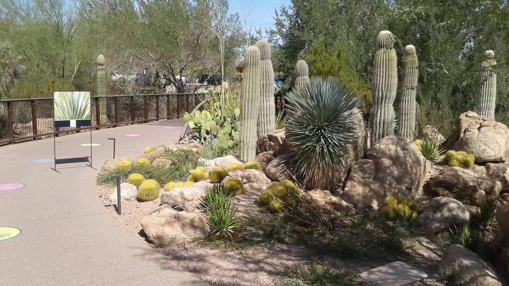 Diverse Cactus Collection