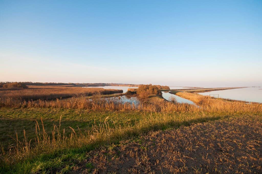 Wild Camargue Horses