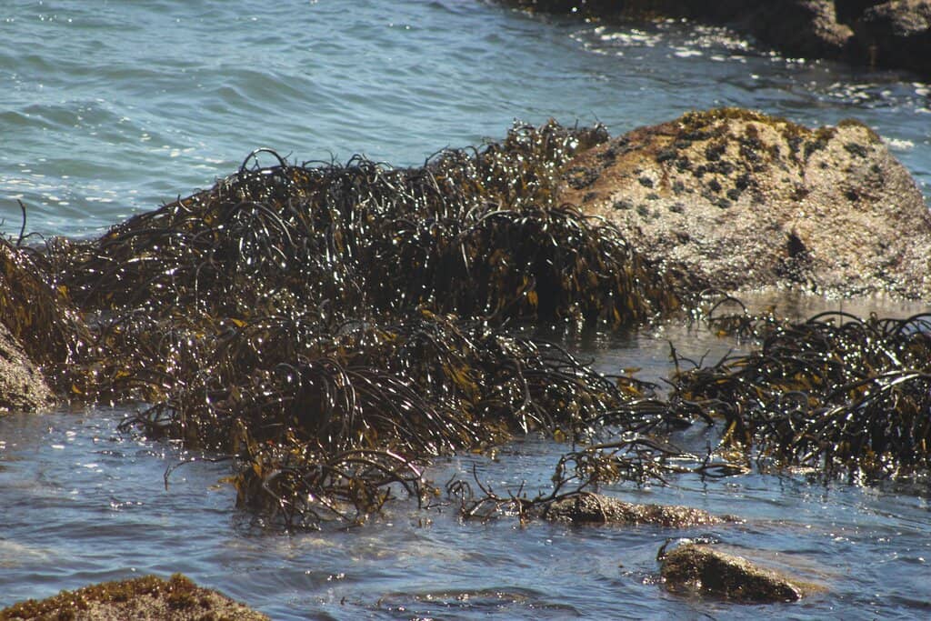 Panoramic Ocean Views