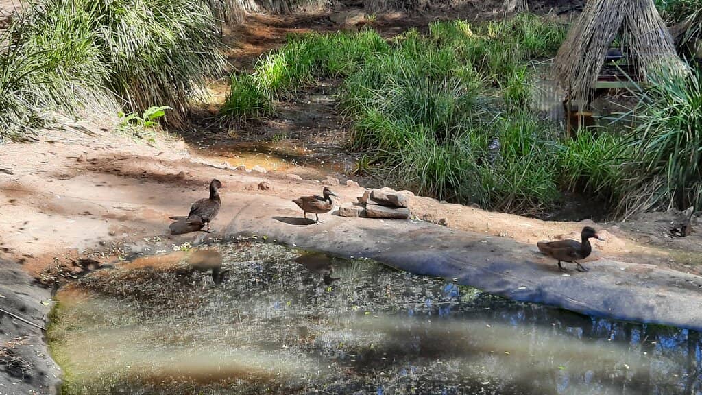 Abundant Birdlife