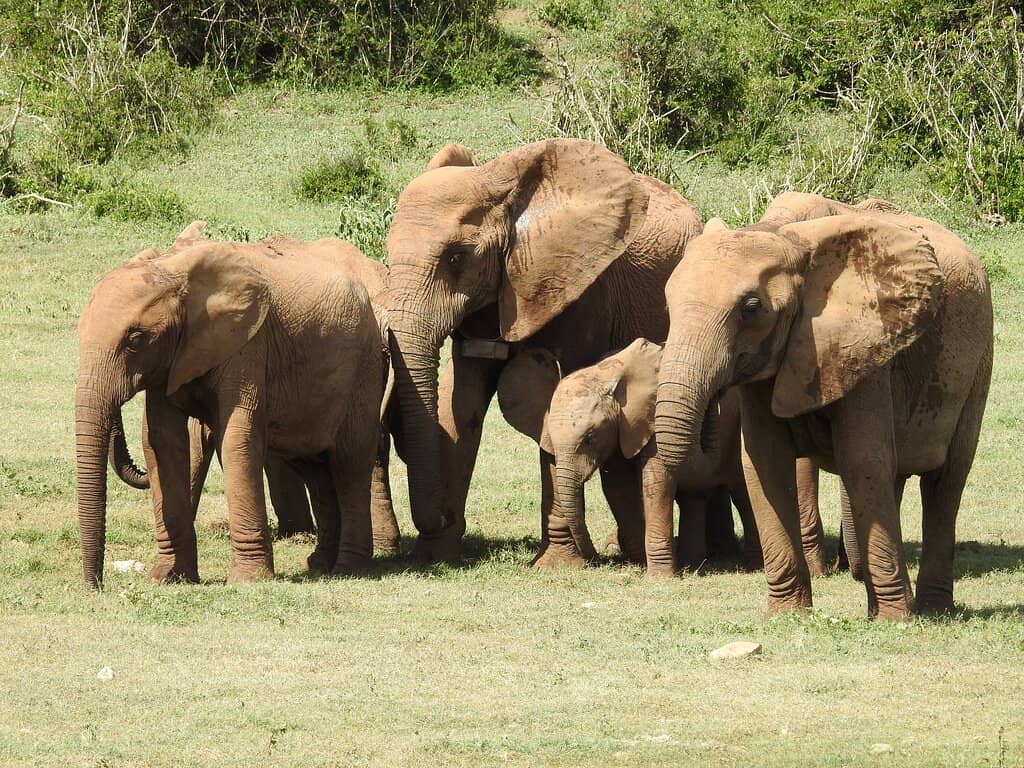 Elephant Encounters