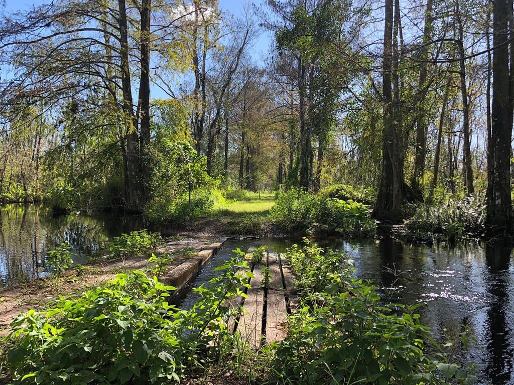 CREW Bird Rookery Swamp Trail