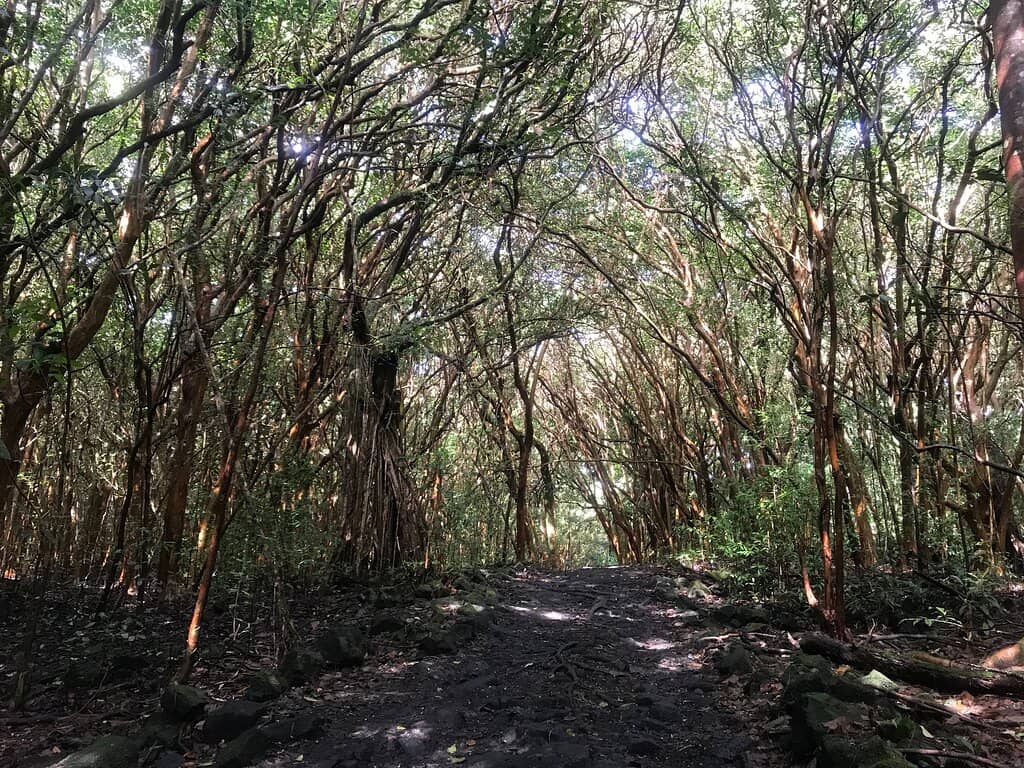 Snorkeling Opportunities