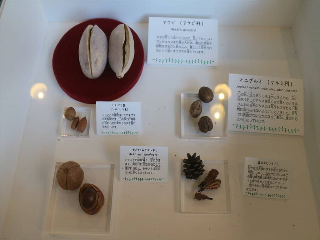 Fossil Treasures