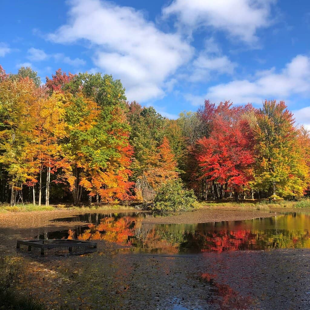 Ancient American Beech Tree