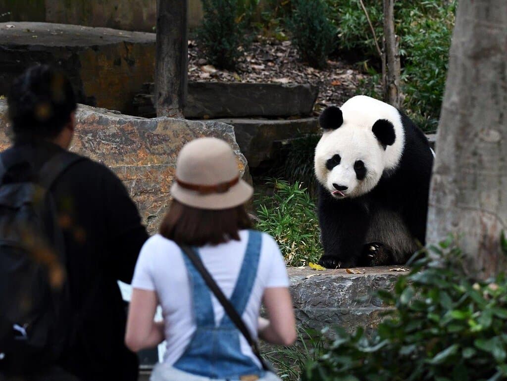 Giant Panda at Adelaide Zoo