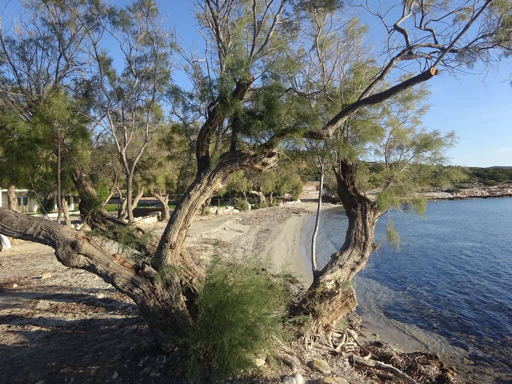 Palm Trees & Natural Shade