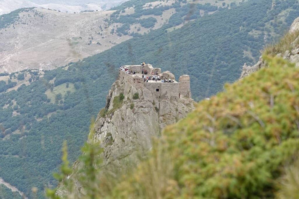 Panoramic Forest Vistas