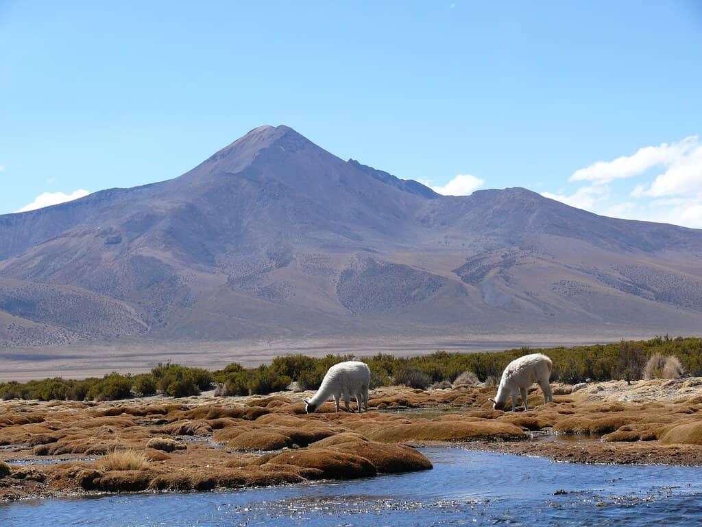 Flamingo Spectacle