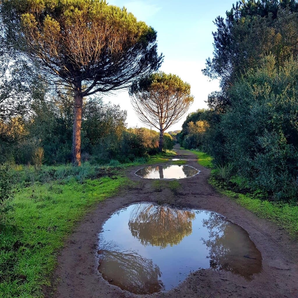 Cerchiamo sempre di sfruttare al meglio i casi che la vita ci pone davanti, quindi serviamoci di questa zona arancione per scoprire e ammirare nuovi luoghi, magari a due passi da casa. Pineta di Castel Fusano