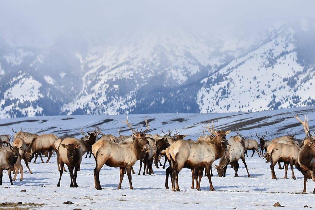 A herd of elk on the National Elk Refuge.