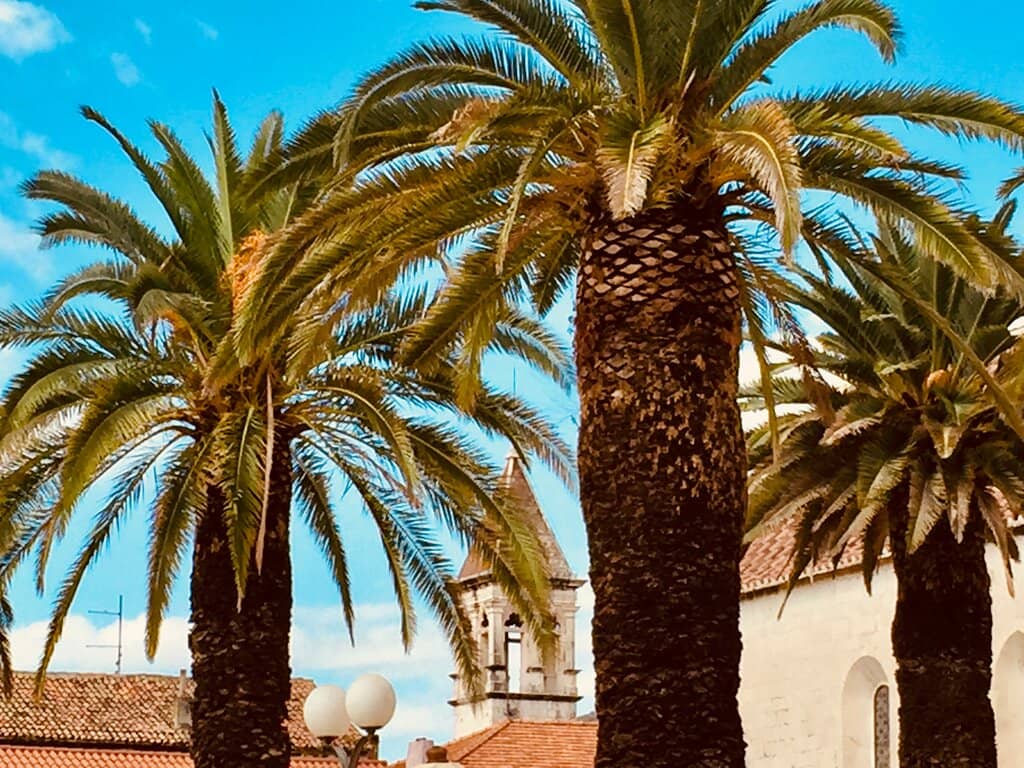 Palm-Lined Promenade