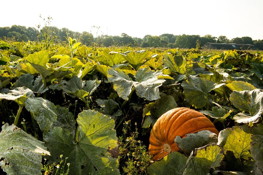 Pumpkin Patch Festival