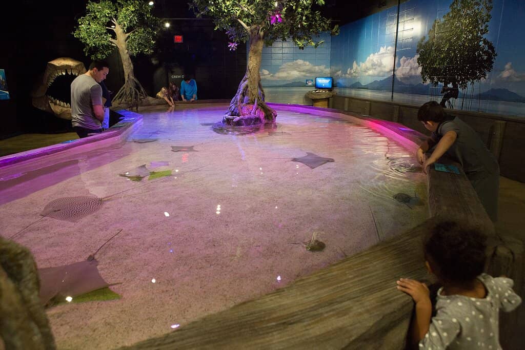 Jellyfish Gallery