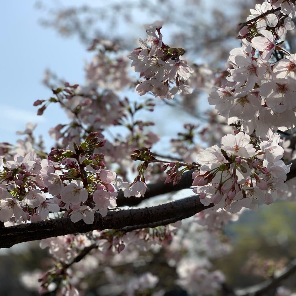Spring is accelerating and so are we! 春が加速してます!そして、ウナギ達も加速してます!🌸🌸🌸