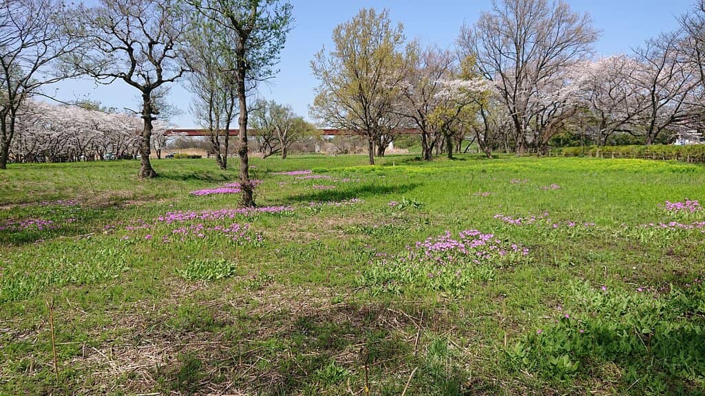 Sakura Season Spectacle