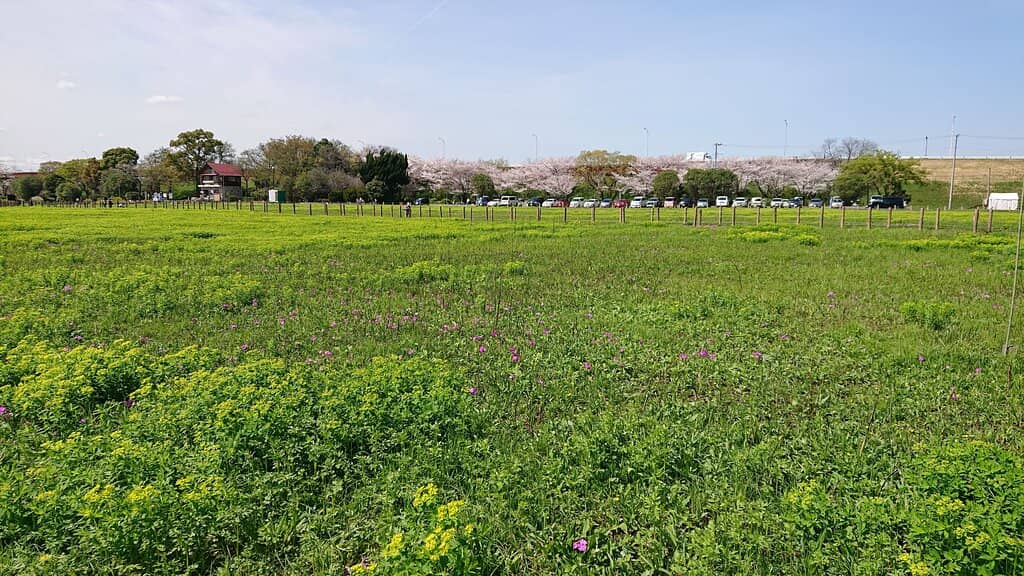 Vibrant Primrose Fields