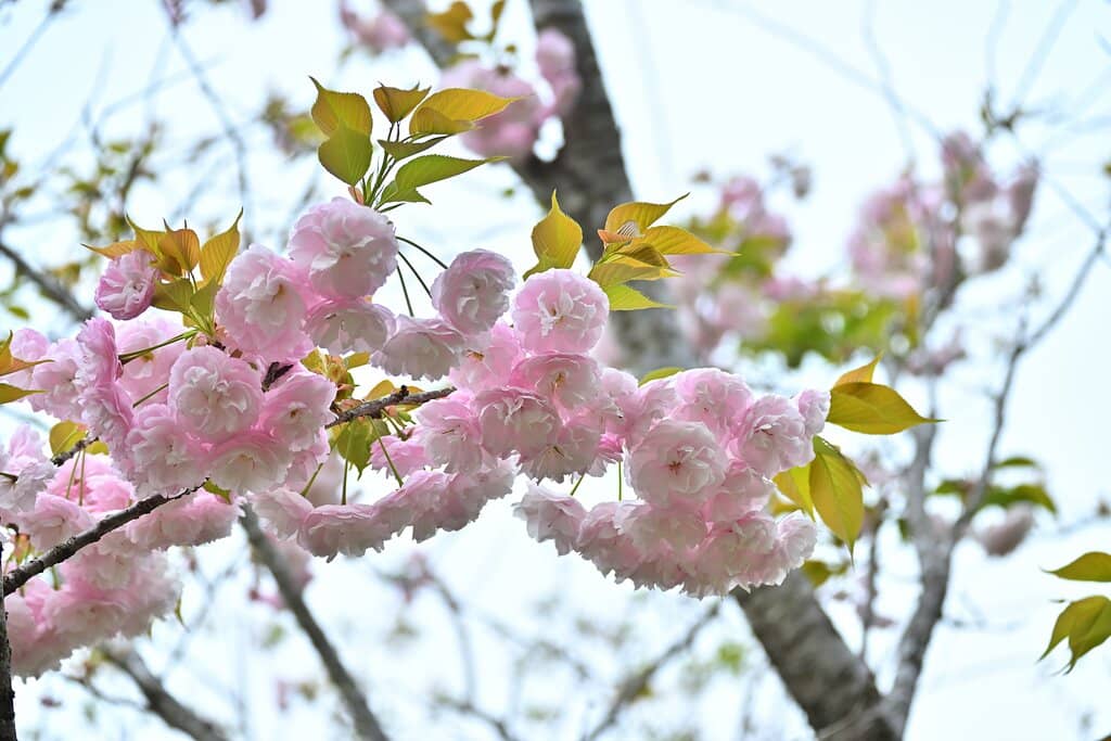 Cherry Blossom Spectacle